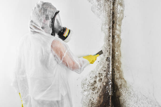 Best Black Mold Removal  in Mount Rainier, MD