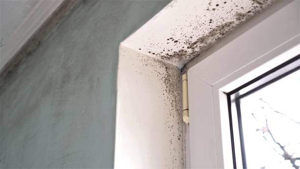 Best Mold Cleaning Services  in Mount Rainier, MD