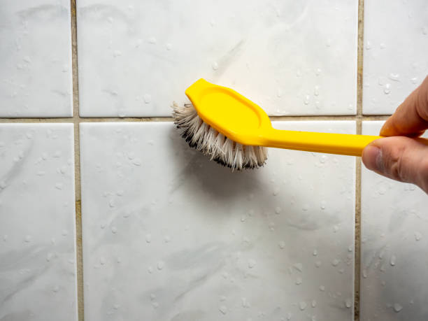 Best Mold Removal Company Near Me  in Mount Rainier, MD