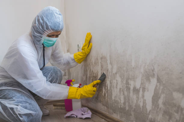 Best Fast Mold Removal  in Mount Rainier, MD