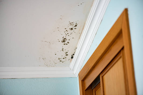 Best Best Mold Removal Companies  in Mount Rainier, MD