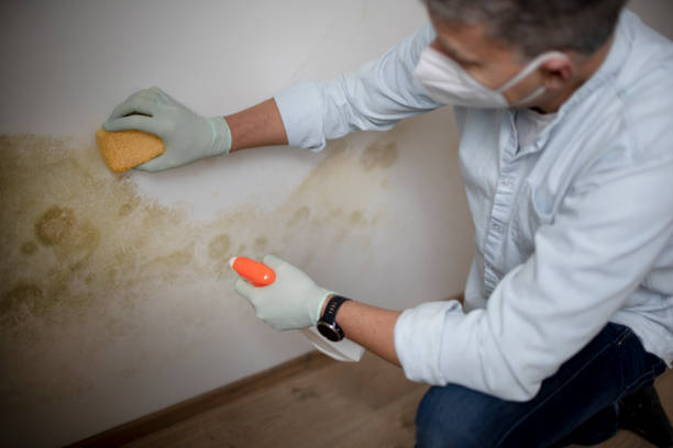 Best Black Mold Removal  in Mount Rainier, MD