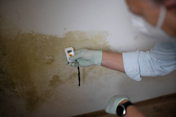 Best Local Mold Removal Service  in Mount Rainier, MD