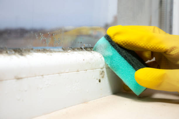 Reliable Mount Rainier, MD Mold Removal Solutions