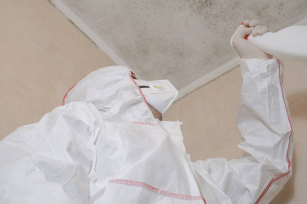 Best Residential Mold Removal  in Mount Rainier, MD