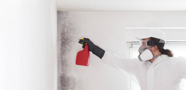 Best Commercial Mold Removal  in Mount Rainier, MD