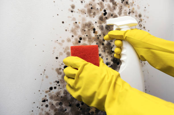 Best Mold Cleaning Services  in Mount Rainier, MD