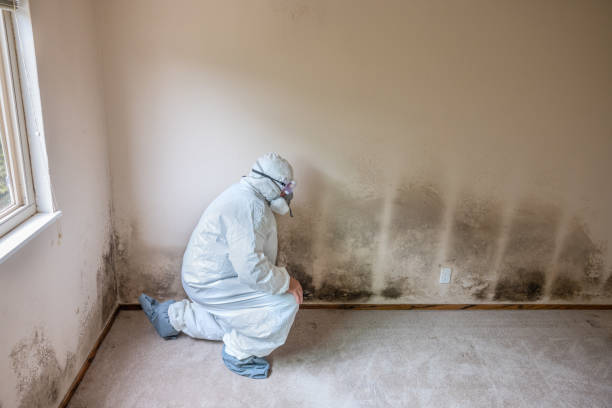 Best Professional Mold Removal  in Mount Rainier, MD